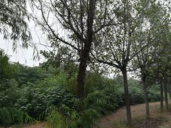 -汉长安城未央宫国家考古遗址公园