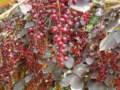 -长春公园(普阳街道)