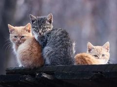 -上海动物园(地铁站)