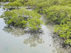 -北海金海湾红树林生态旅游区