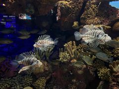 -上海海洋水族馆