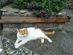 -喵屿·大理花园猫咖