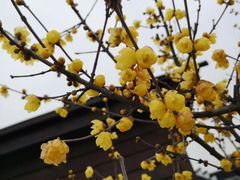 -林屋梅海青梅保护基地