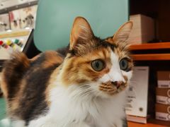 -玫瑰咖啡(中山六路店)