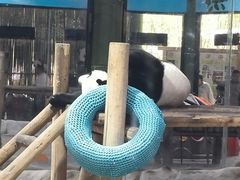 -栾川竹海野生动物园