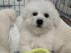 -翊宠yipet猫狗购宠庄园犬舍•猫舍