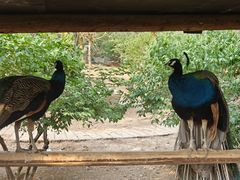 -石家庄市动物园