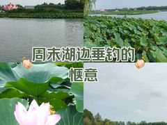 -白洋淀风景区