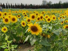 -汉长安城未央宫国家考古遗址公园