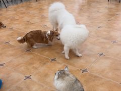 -Let's go狗咖·猫咖·奶狗·桌游(春熙路IFS店)