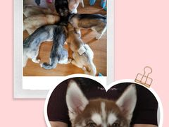 -Husky Go! 哈士奇体验馆·宠物咖啡厅狗咖