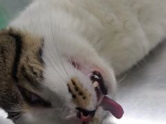 -瑞派动物医院·猫专科·至诚(江南中分院)