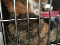 -伟伟宠物医院·CT影像中心·瑞派犬猫综合性门诊(汉口总院)
