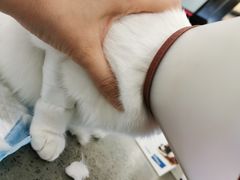 -宠颐生斯嘉宠物医院·急重症·心内科(谷阳北路分院)