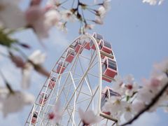 -顾村公园