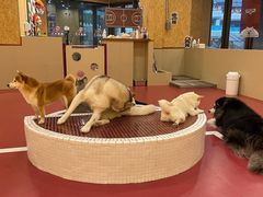-和它·交个朋友·狗咖猫咖(爱琴海店)