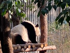 -成都大熊猫繁育研究基地