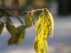 -天鹅湖体育公园