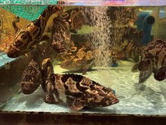 -阿伟海鲜楼·福建菜(延寿店)