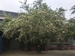 -北京张裕爱斐堡酒庄