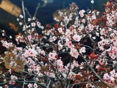 -朱家花园