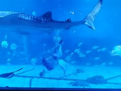 -烟台海昌鲸鲨海洋公园