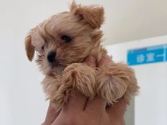 -佳怡动物医院·平价24小时·猫专科骨外科