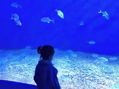 -哈尔滨波塞冬海底世界
