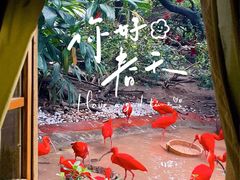 -广州长隆飞鸟乐园