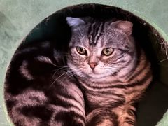 -Catmate·猫肥家润(金润铂宫店)