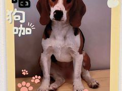 -有喵·猫咖·狗咖·40+猫狗有小奶狗(岗厦店)