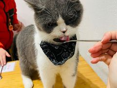 -猫色咖啡·猫咖