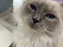 -喵的天空名猫咖啡馆·撸猫·猫舍·用品