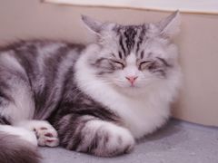 -飞行喵MR PILOT|猫舍·猫咖(静安大融城店)