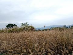 -良渚古城遗址公园