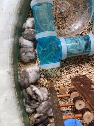 -卡通尼·Safari非洲探索乐园·生日会(金桥国际商业广场店)