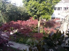 -老幺泉水鸡