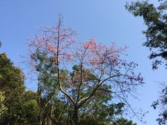 -火炉山森林公园