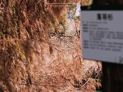 -三垟湿地