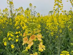 -中国天府农业博览园