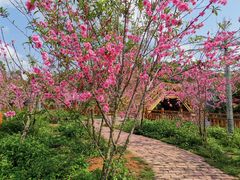 -田园寨农园观光园