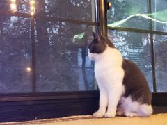 -李小姐の猫咖啡馆(五角场店)