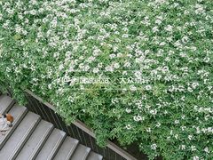 -四川大学(望江校区)