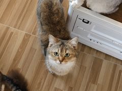 -喵小馆·猫咖狗咖猪咖·饮品店