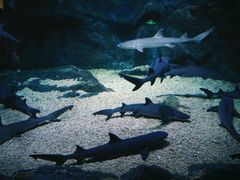 -烟台海昌鲸鲨海洋公园