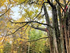 -西湖风景区十里琅珰-五云山