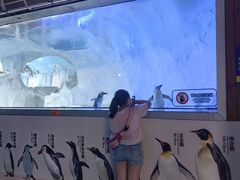 -海合安成都极地海洋公园