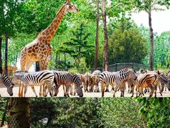 -大连森林动物园