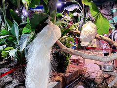 -正佳雨林生态植物园