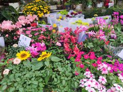 -曲阳花鸟市场(曲阳路店)